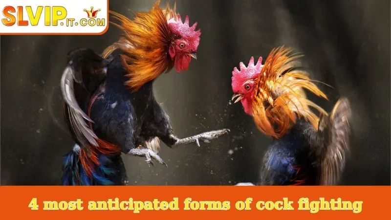 4 most anticipated forms of cock fighting