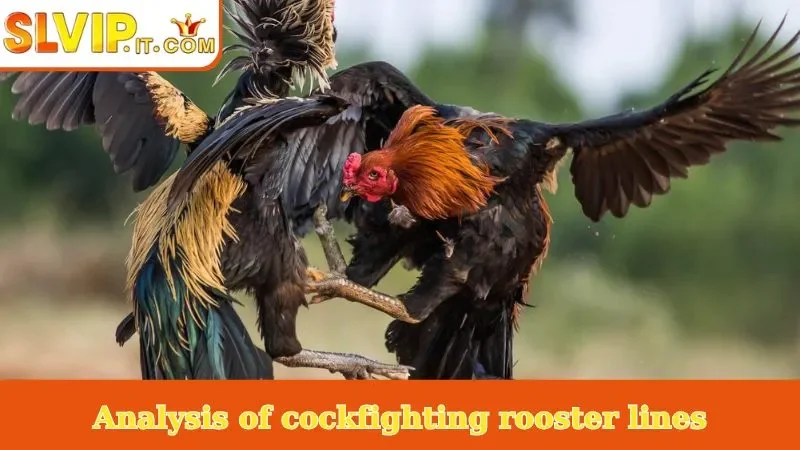 Analysis of cockfighting rooster lines