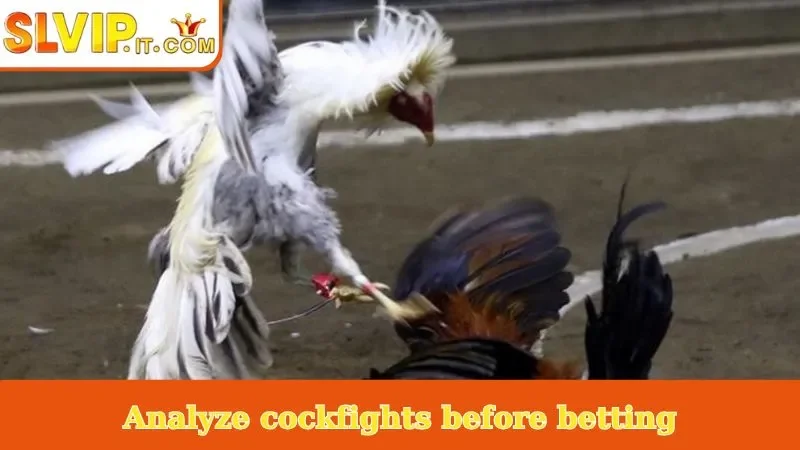 Analyze cockfights before betting