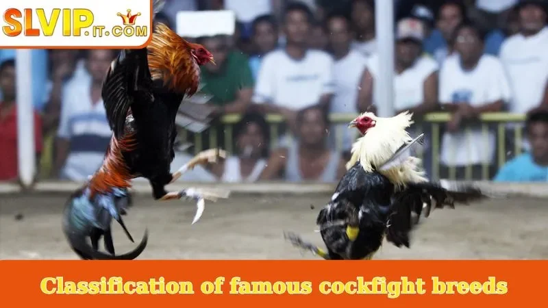 Classification of famous cockfight breeds
