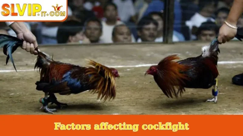 Factors affecting cockfight