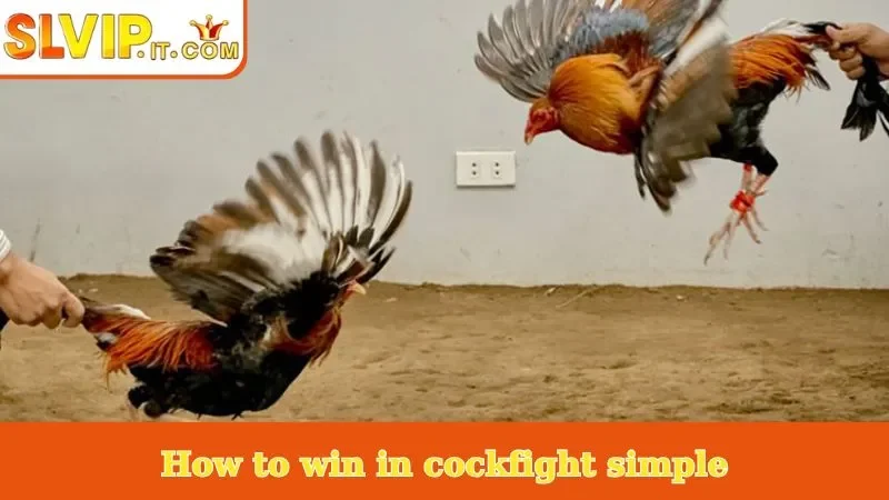 How to win in cockfight simple