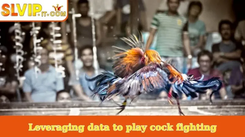 Leveraging data to play cock fighting