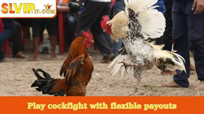 Play cockfight with flexible payouts