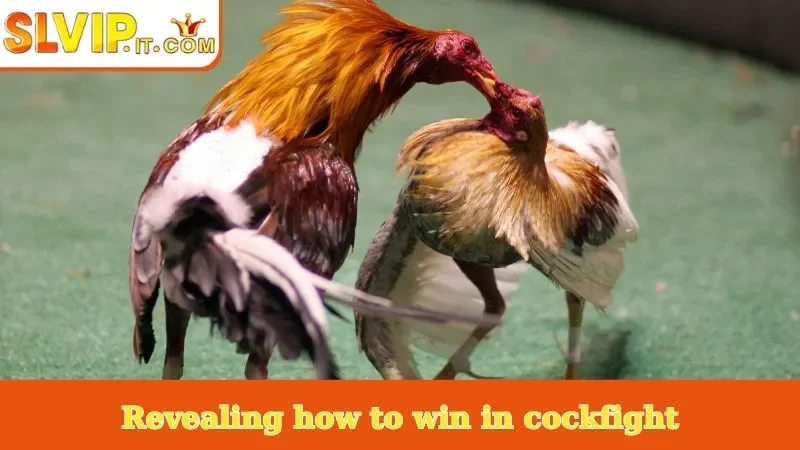 Revealing how to win in cockfight