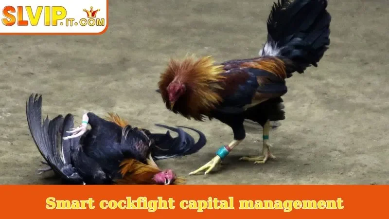 Smart cockfight capital management