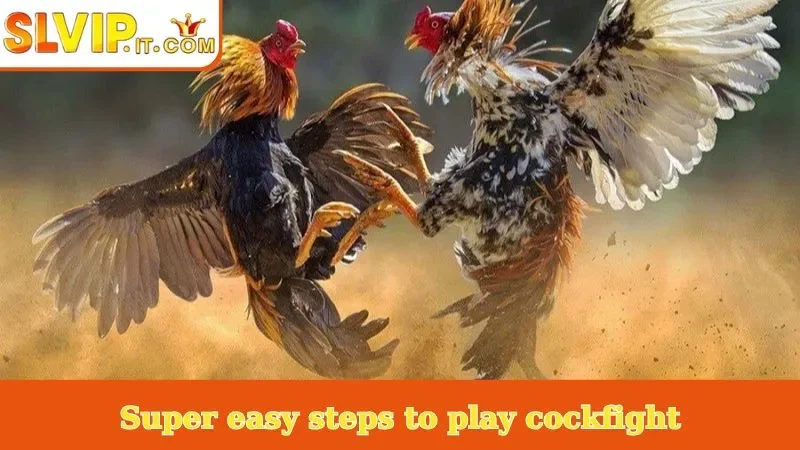 Super easy steps to play cockfight