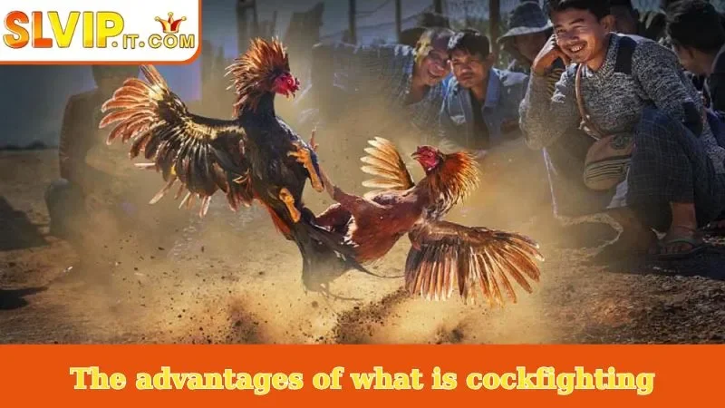 The advantages of what is cockfight