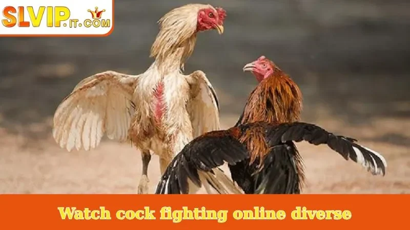 Watch cock fighting online diverse