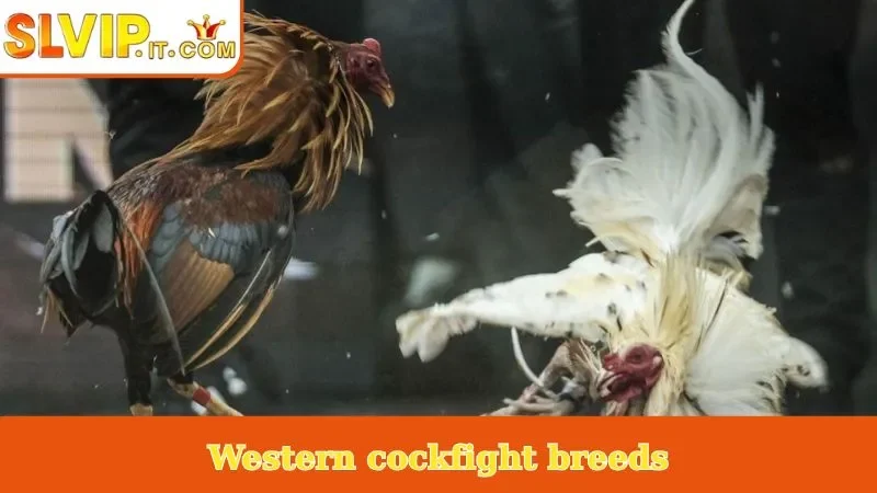 Western cockfight breeds